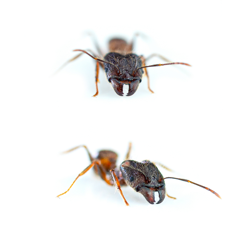 Pheidole cf. yeensis